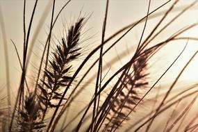 gold Grasses Nature
