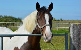 Horse Riding Stable