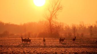 Landscape of Sunrise over deer on field