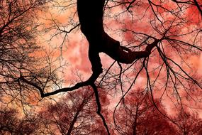 Tree Top Trunk