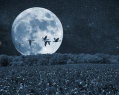 flock of geese above corn field at full moon night, collage