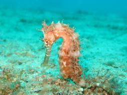 photo of a seahorse in the azure water of the ocean