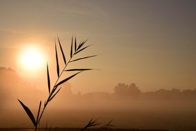Red Sunrise over grass
