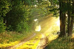 rural road and morning fog