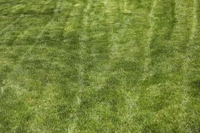 mown green lawn