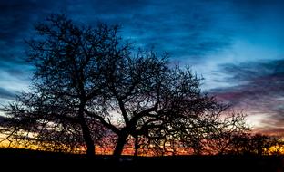 Sunrise Tree Morgenstimmung