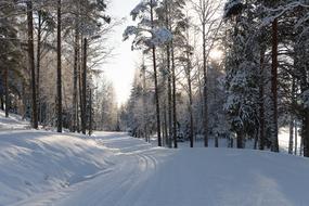 Snow Winter Frost forest