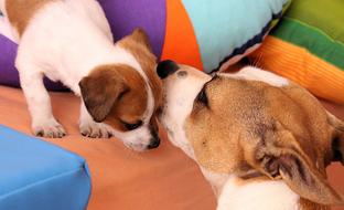 delightful Puppy Jack Russell