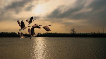 Beautiful and colorful birds, flying above the lake with ripple, in beautiful sunrise