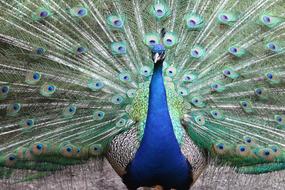 magnificent Peacock Feather