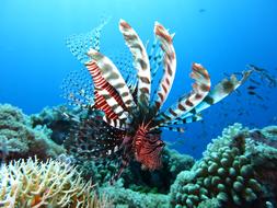 Lionfish Scuba Diving
