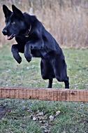 jumping black German shepherd