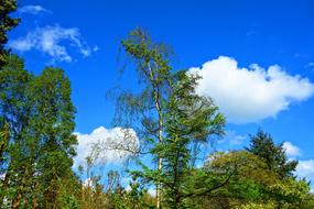 birch trees on a background of blue sky and clouds