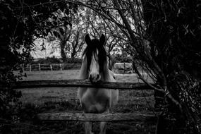 delightful Black And White Horse