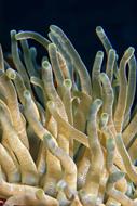 delightful Underwater Plant Coral