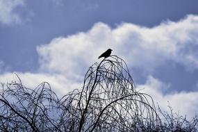 Crow Sitting On bare Tree Top