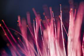 Flower Macro Photography