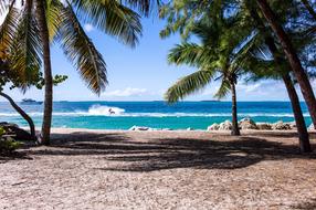 delightful Palm Trees and sea