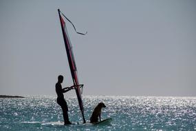 surfer with a dog in the sea