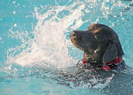 pedigree dog in a red collar in the pool