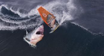 Shark Surfer