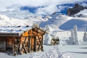 Nature Winter house