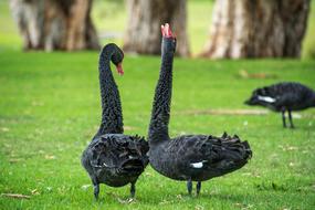 Black Swans