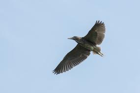 soaring heron