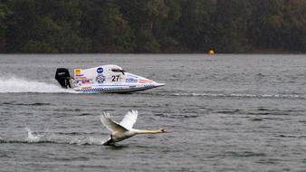 swan tares off water next to racing motor boat