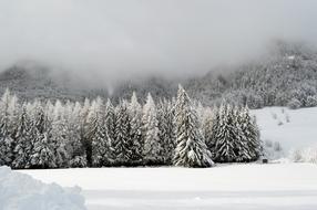 snow-covered trees in the mountains in the fog
