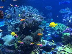 Underwater Fish