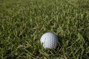 white golf ball in green grass