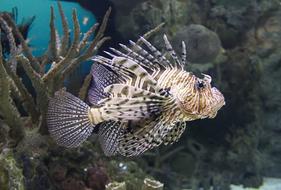 Lion Fish