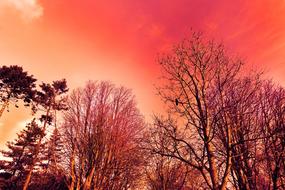 Tree Top Branch and pink sky