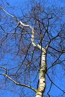 Birch tree with twisted trunk at sky