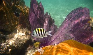 Reef Fish Sergeant
