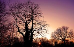 Sunset Skies over Silhouette trees