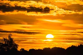 silhouettes of tree tops on the background of golden sunset