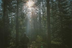 young man jogging away through Forest at sunrise