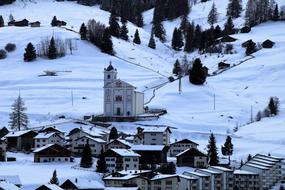 evergreens in a ski resort in the Alps