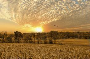 Sunrise Trees