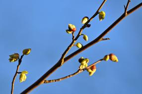 Branch Bud