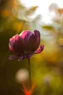 Flower Sunrise