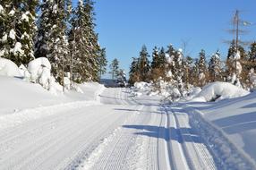 photo of the ski run along the forest