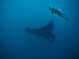 exciting Manta Diving