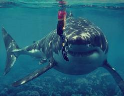 water shark underwater