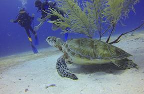 scuba divers and turtle