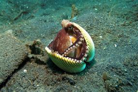 Beautiful and colorful octopus on the stone, underwater in Indonesia