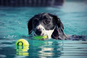 dog with a ball in the water close up