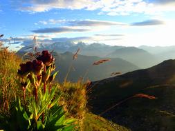 Flower Mountain